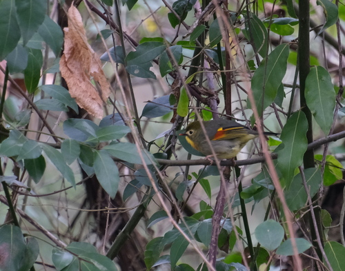 Red-billed Leiothrix (Leiothrix lutea), photo 10