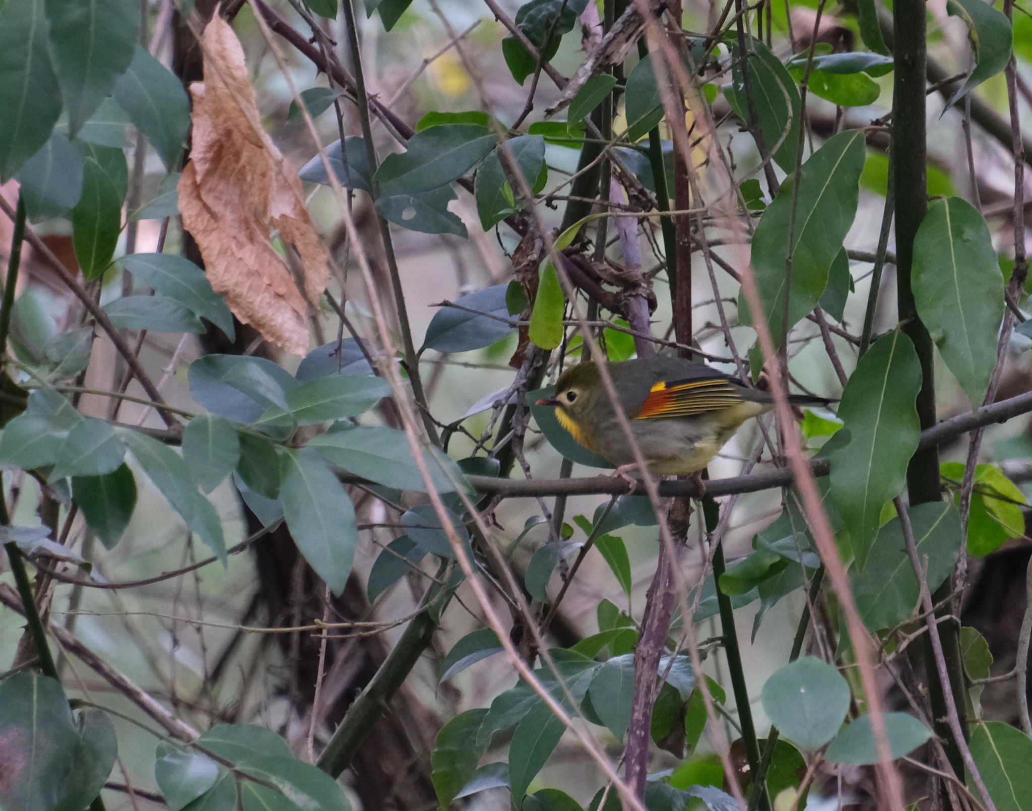 Red-billed Leiothrix (Leiothrix lutea), photo 10