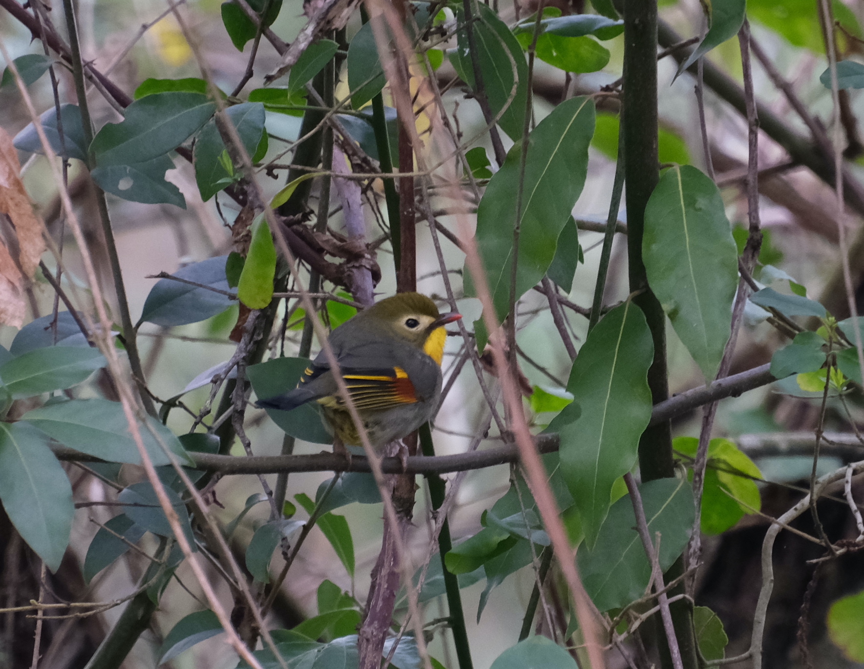 Red-billed Leiothrix (Leiothrix lutea), photo 3