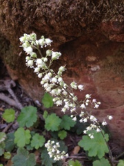 Heuchera maxima