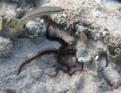Ophiocoma echinata