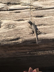 Sceloporus occidentalis