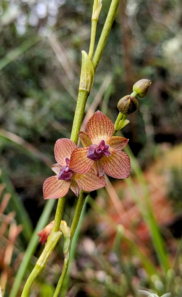 Telipogon phuyupatamarcensis