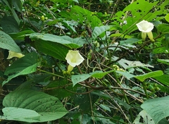 Ipomoea cuprinacoma