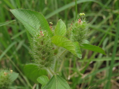 Acalypha alopecuroidea