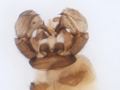 Dicranomyia jacobus