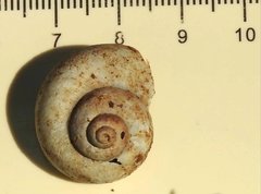 Cyclophorus punctatus