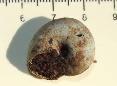 Cyclophorus punctatus