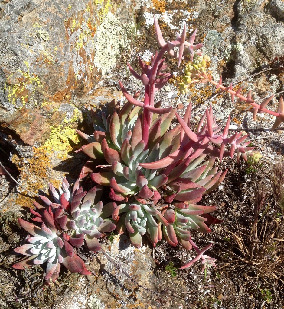 Dudleya greenei