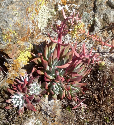 Dudleya greenei