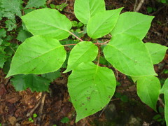 Actinidia