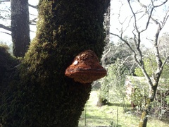 Phellinus everhartii