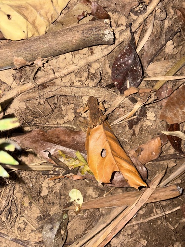 Ingerophrynus parvus observed 2026-02-20
