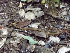 Coniophanes schmidti