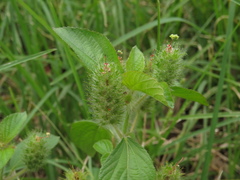 Acalypha alopecuroidea