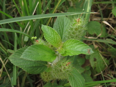 Acalypha alopecuroidea