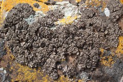 Dermatocarpon intestiniforme