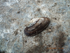 Alasmidonta marginata