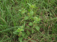Acalypha alopecuroidea
