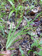 Sisyrinchium tinctorium