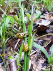 Sisyrinchium tinctorium