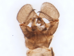 Dicranomyia jacobus