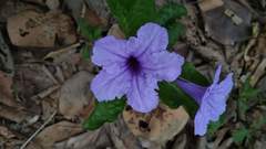 Ruellia tuberosa