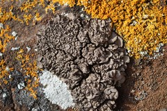 Dermatocarpon intestiniforme