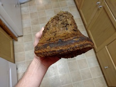 Phellinus everhartii