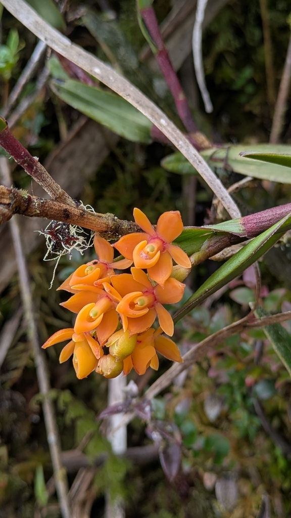 Epidendrum incapachychilum Hágsater & E.Santiago