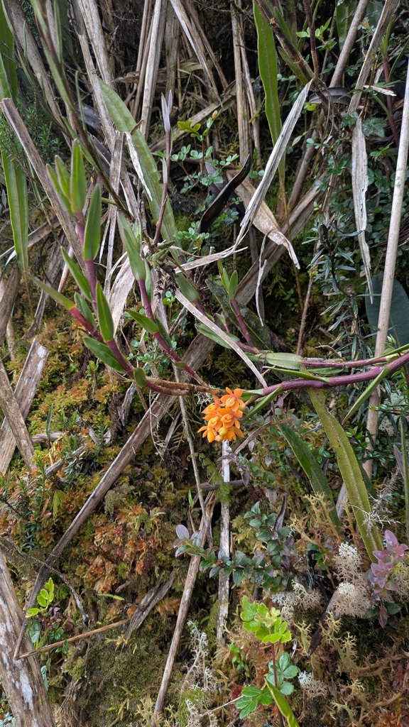 Epidendrum incapachychilum Hágsater & E.Santiago 2
