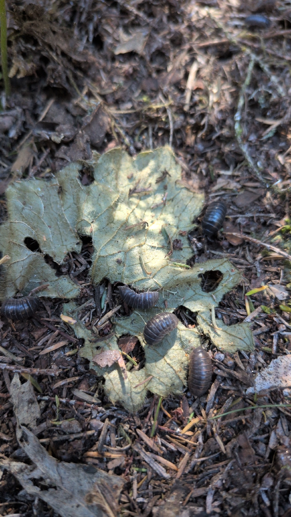 Marranito de Tierra