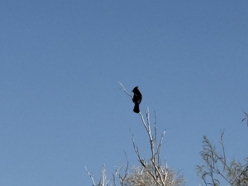 iNaturalist observation photo of Phainopepla