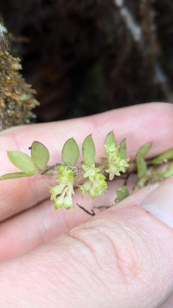 Fernandezia gracillima