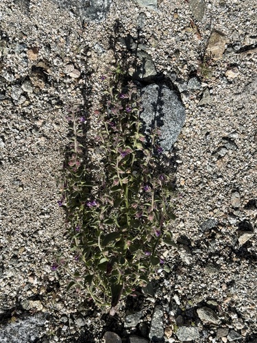 iNaturalist observation photo of Deep Canyon snapdragon