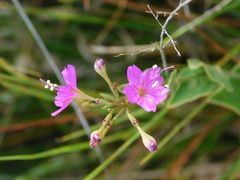 Commicarpus pentandrus