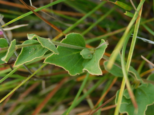 Commicarpus pentandrus, photograph 1