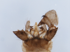 Dicranomyia jacobus