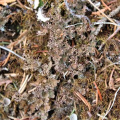 Cladonia multiformis