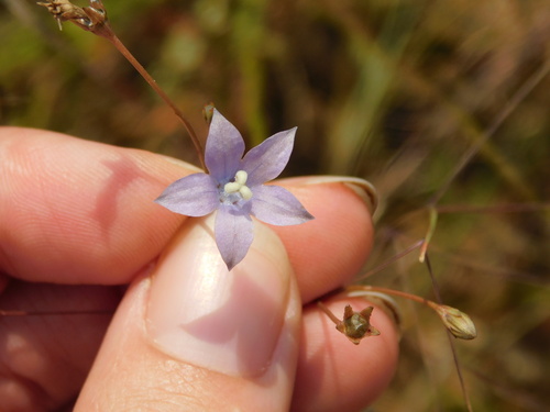 African Blue Bell (Wahlenbergia undulata)