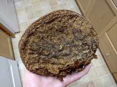 Phellinus everhartii