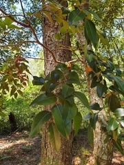 Nothofagus moorei
