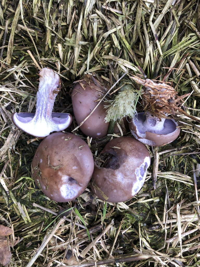 Collybia nuda · February 2026 · photo: © gerardbertrand (iNaturalist, cc-by)