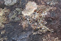 Acarospora glaucocarpa