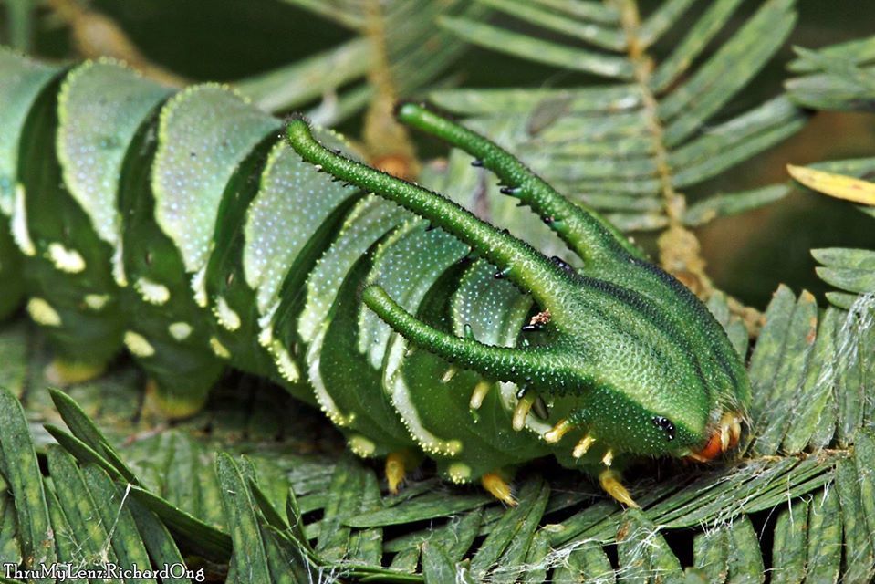 Dragon-headed Caterpillars