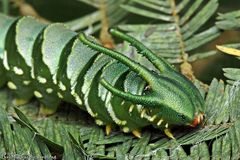 Polyura hebe