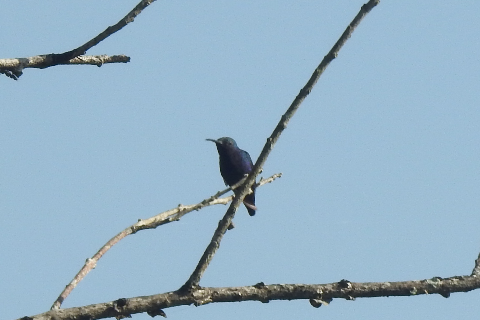 Sapphire-throated Hummingbird (Chrysuronia coeruleogularis), photo 5