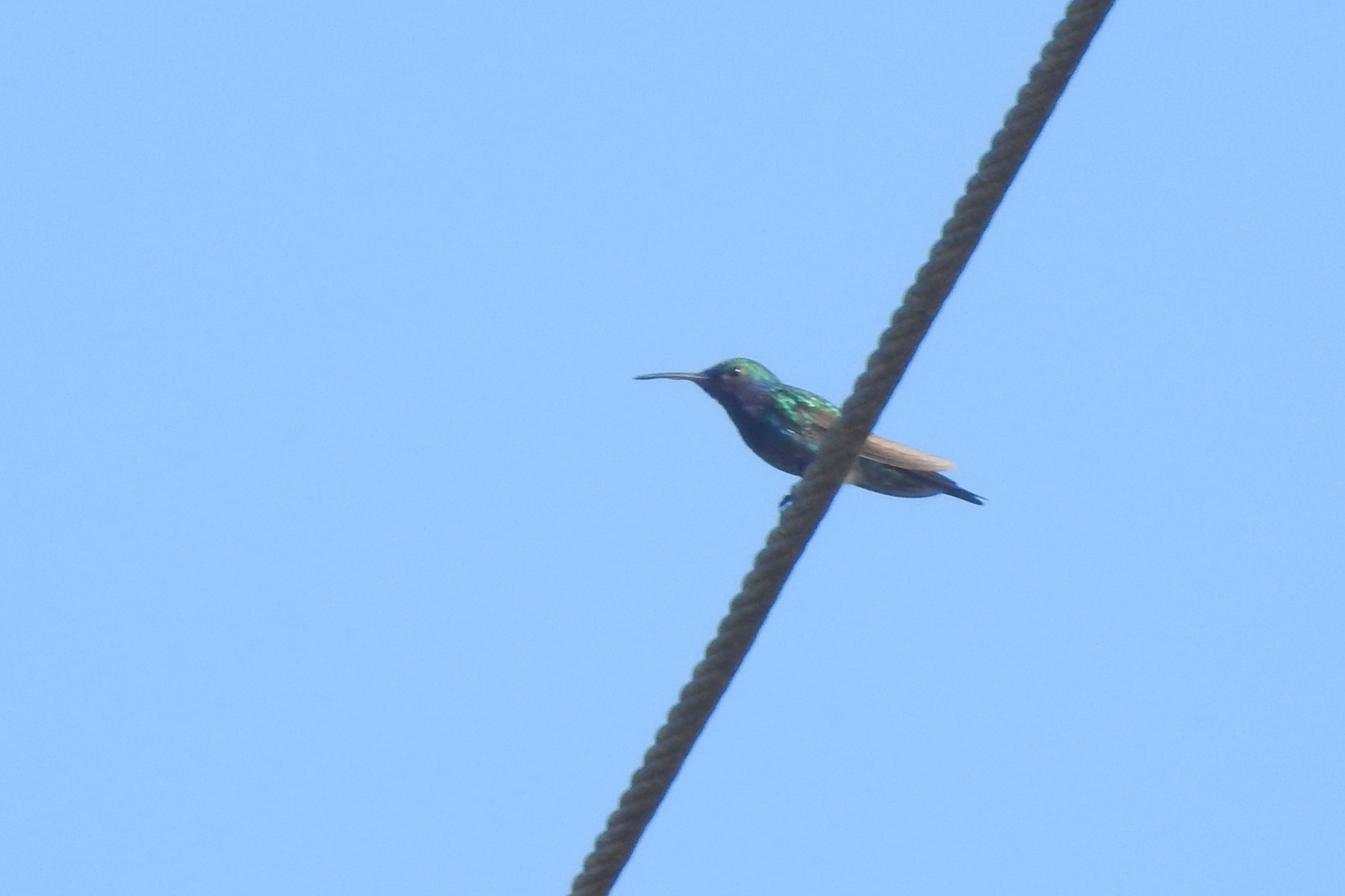 Sapphire-throated Hummingbird (Chrysuronia coeruleogularis), photo 7