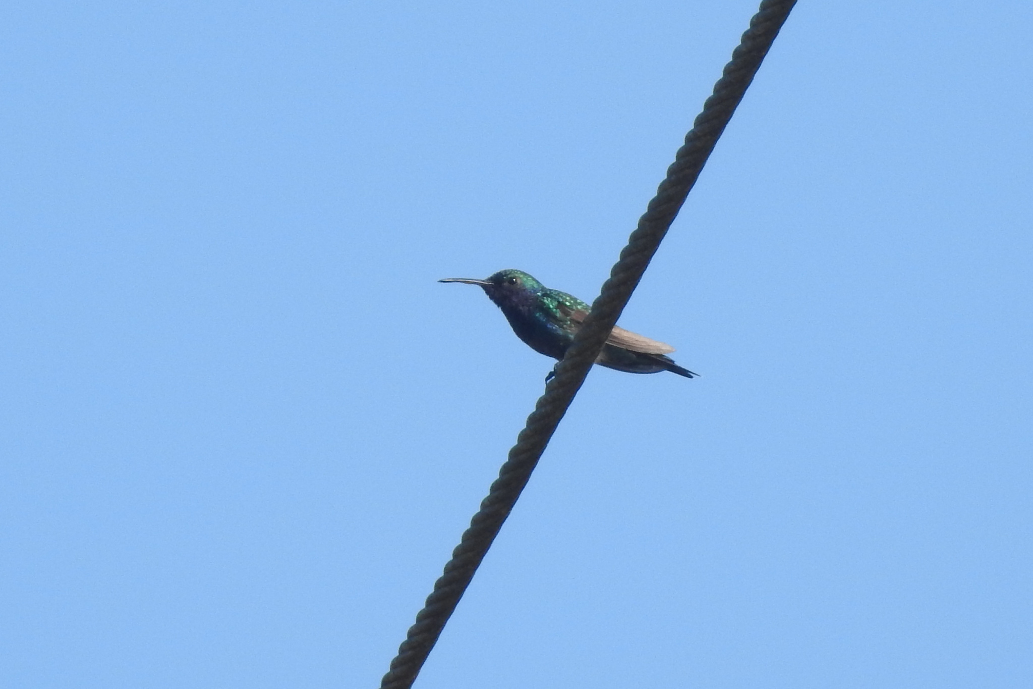 Sapphire-throated Hummingbird (Chrysuronia coeruleogularis), photo 6