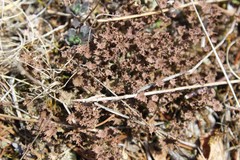 Cladonia multiformis